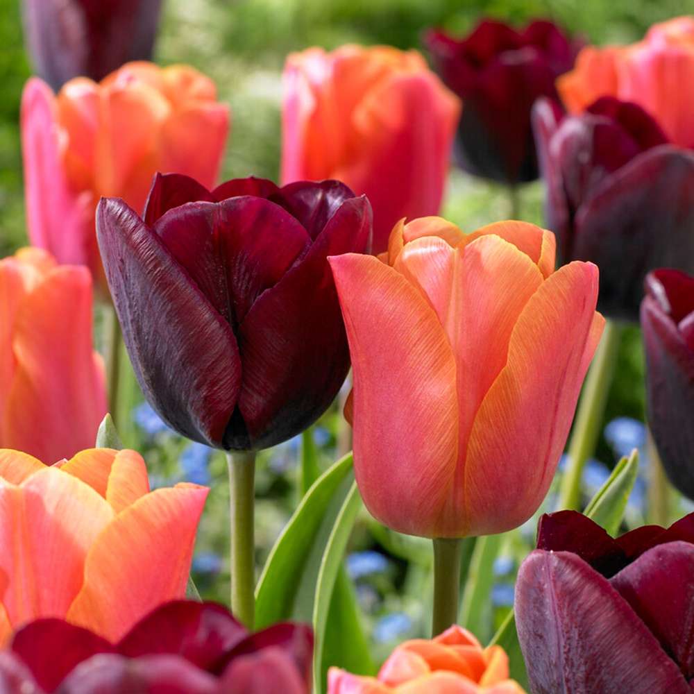 Tulppaanisekoitus 'Hugo'